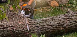 Professional  Tree Services in Finneytown, OH