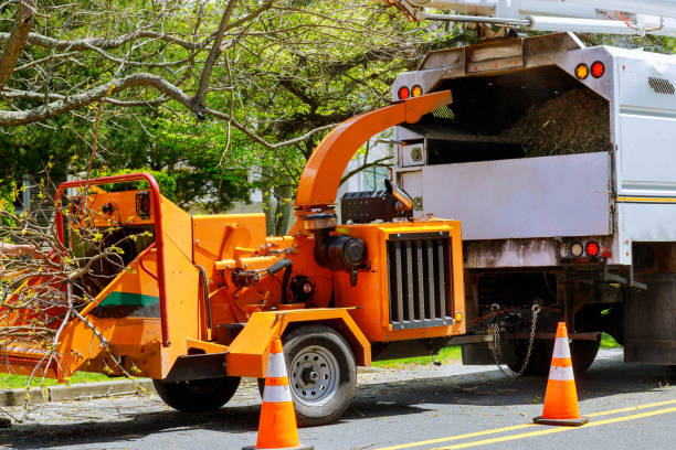 How Our Tree Care Process Works  in  Finneytown, OH