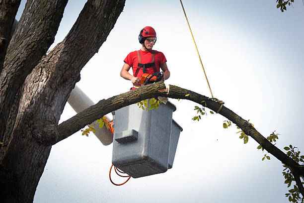 Best Tree Cabling and Bracing  in Finneytown, OH